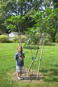 2014Measuring the growth of the new fig tree in the park