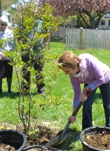 Susan Rosensweig finishing planting tree at Rabbi's house 2014